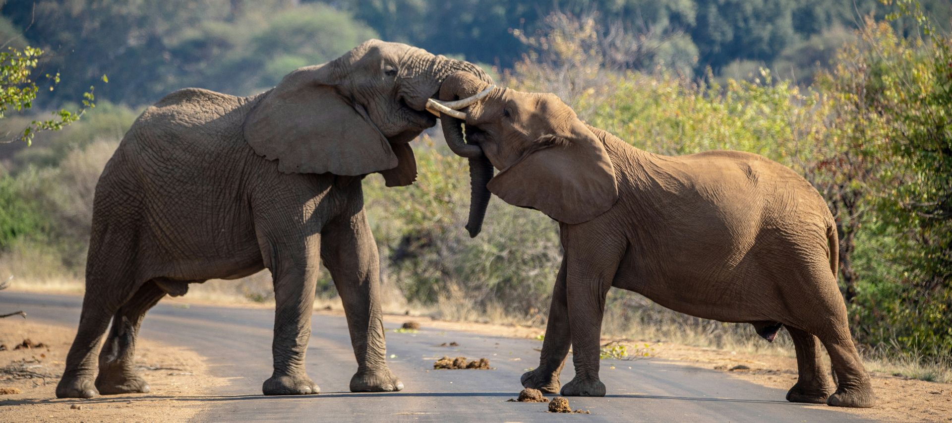 Two elephant bulls on a Kruger Park Safari