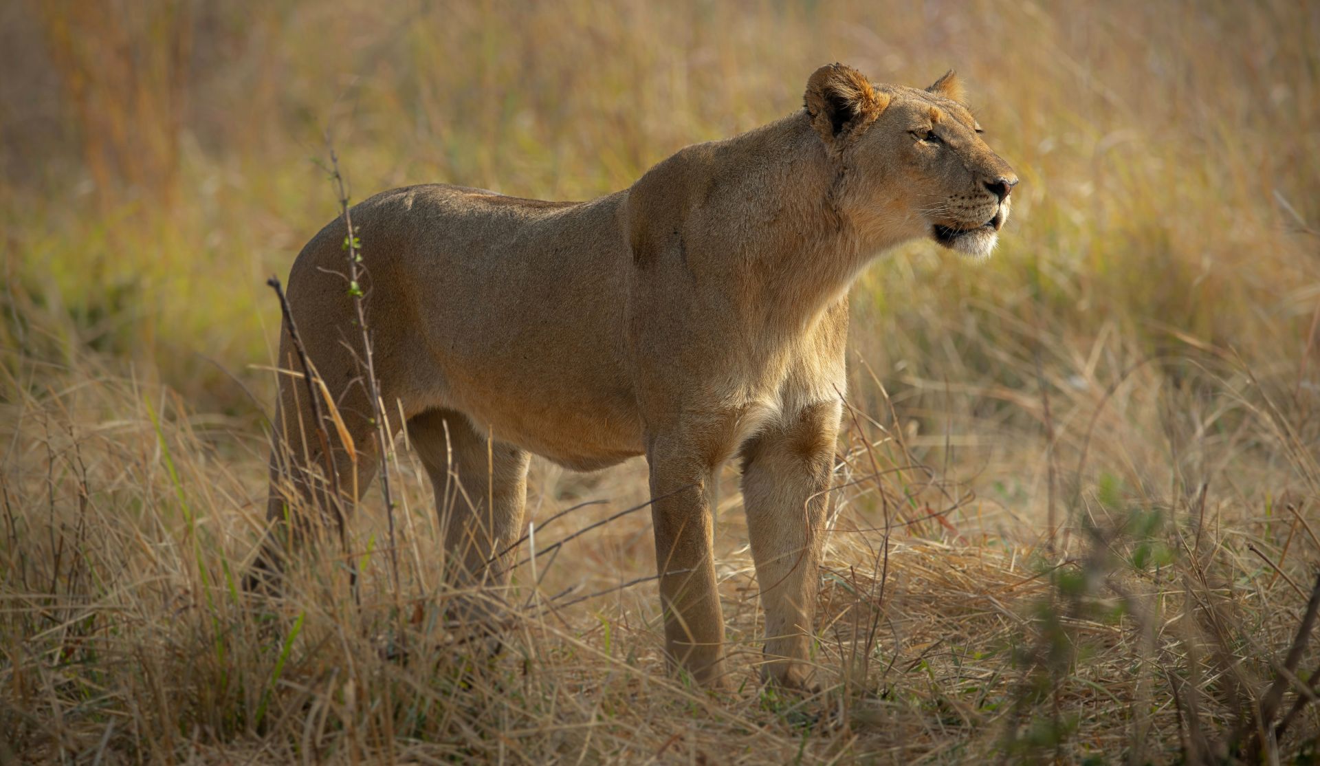 Lioness on Kruger National Park Safari