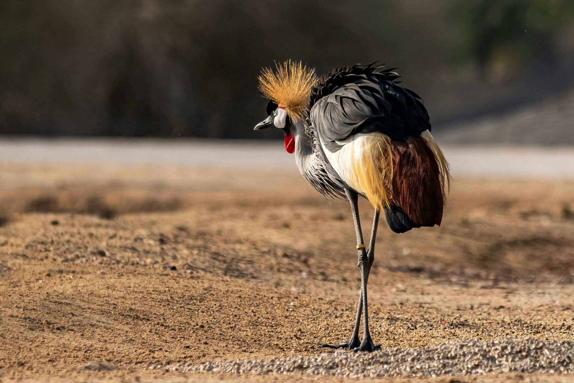 A grey crowned crane in the Kruger National Park